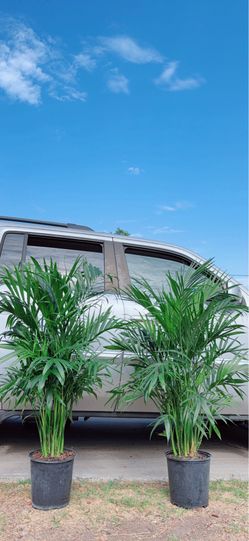 Chamaedorea Cataractarum Indoor Palms🪴$55 each