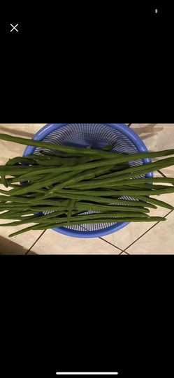 Moringga Drumsticks $.50 EACH