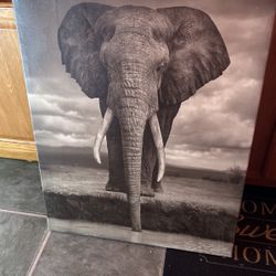Framed Elephant 