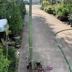 San Pedro Cactus Plant Large 