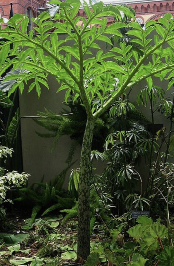 Voodoo Lily Perennial Plants (pls Read Description Below)