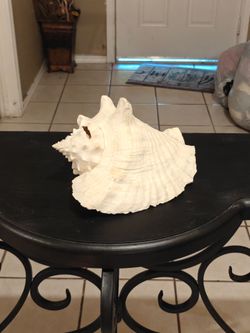 Large Conch Shell