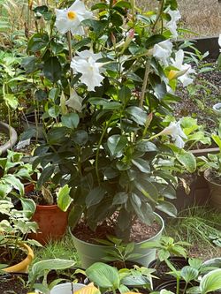 Rocktrumpet , Mandevilla beautiful plant.I have two plants $20 and $30.