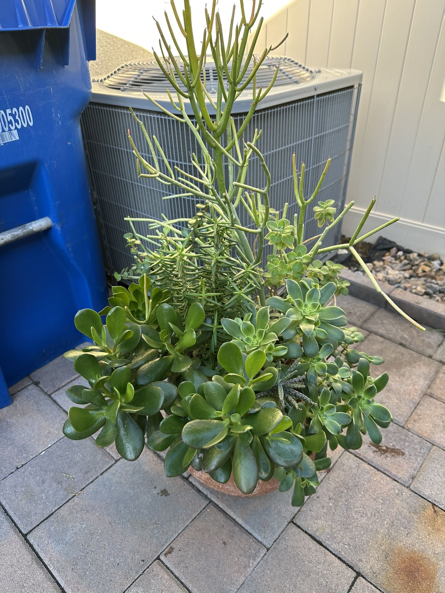 Assorted Succulent Plants