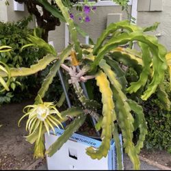 Red dragon fruit plant