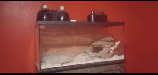 Reptile enclosure