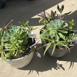 Beautiful Succulent Planters