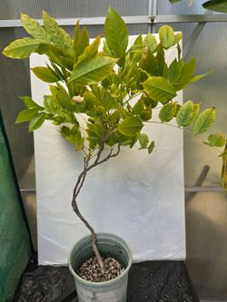 Light Lavender Wisteria Plant