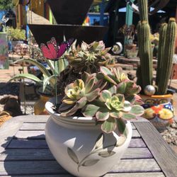 Variegated Crested Aeonium “SUNBURST” Succulent Plant In Ceramic Pot 