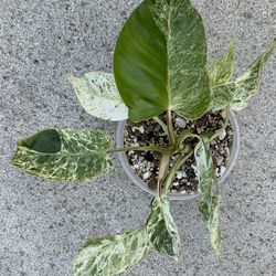 Philodendron Emerald Ice Variegated