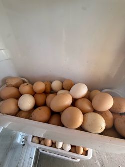 Organic Eggs