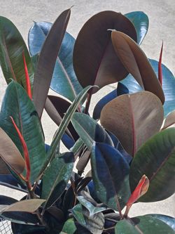 Rubber tree houseplants