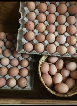 Eggs for sale / Huevos en Venta