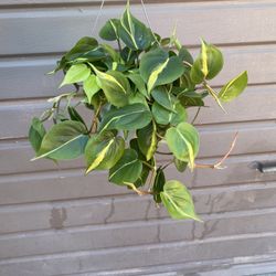 6” Brazil Philodendron Full And Trailing