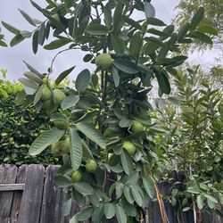 Fruit Trees For Sale