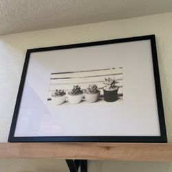 BLACK & WHITE SUCCULENT PICTURE 