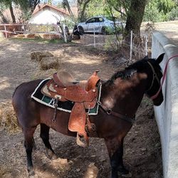 Horse Saddle 5 Years Old 14 Hands Green broke 