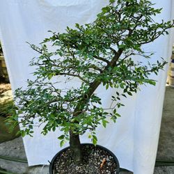 Bonsai Trees & Bonsai Pots