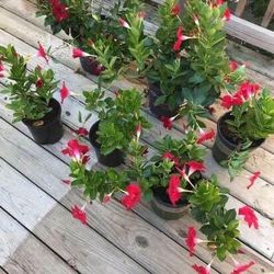 6 Live Mandevilla Tropical Plants Assorted Sizes New