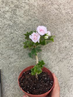 Geranium/ millfield