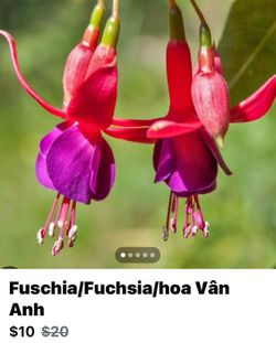 Fuschia