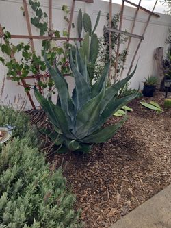Agave For Sale