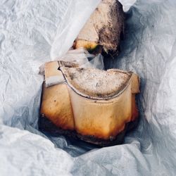 Fresh Raw Agave Heart