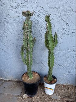 African Milk Tree