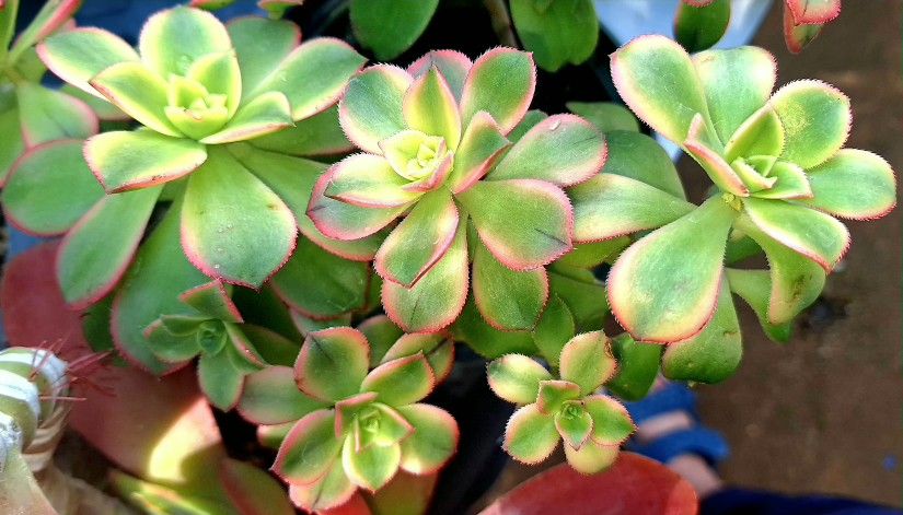 Aeonium Kiwi Succulent Plant 4 Inch Pot See Below