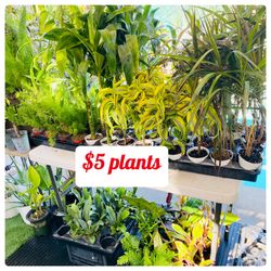 Plants Sale! $5 each plants