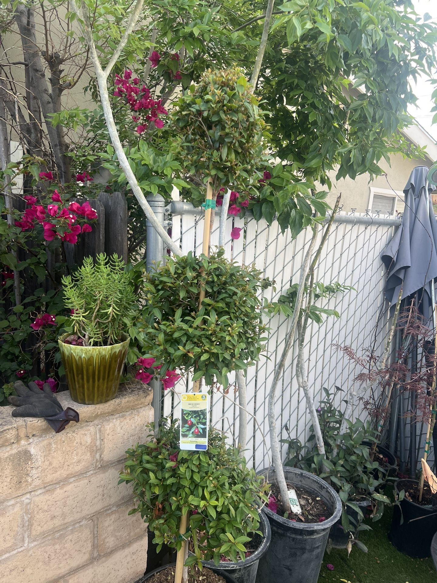 Topiary Tree