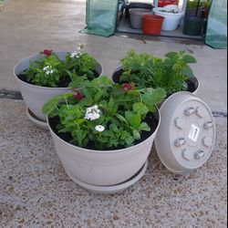Mix flowers in large Pots$24-$26 Each