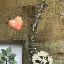 Ocotillo (Fouquieria splendens) 