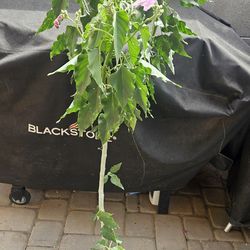 Virginia , or morning glory relative , grows like a bush not a vine