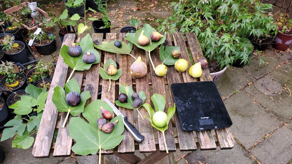 Large collection of rare figs for sale
