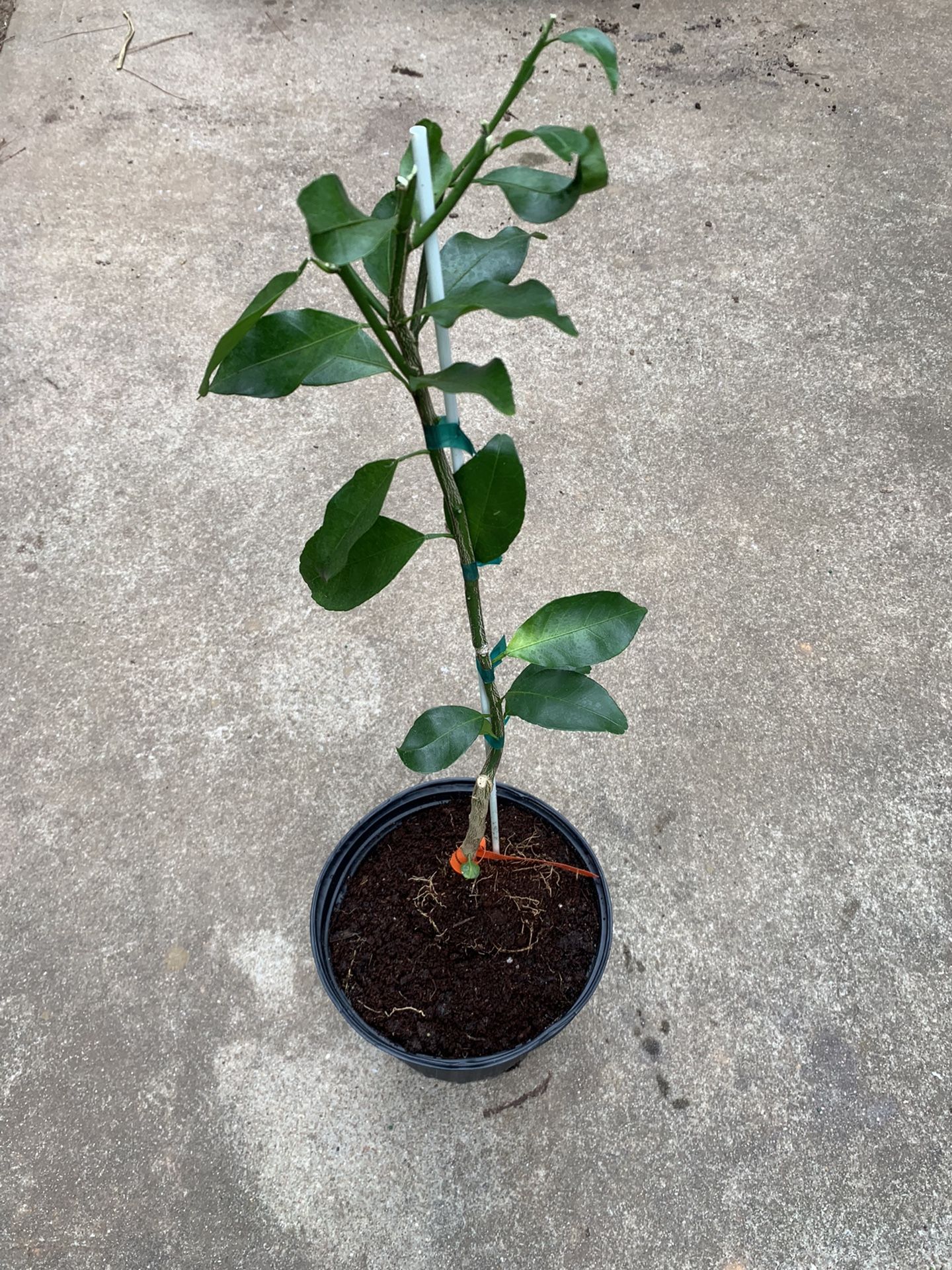 Tangerine Tree Grafted