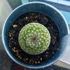 CactusChris 🌵
