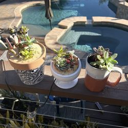 Potted Succulent Plants