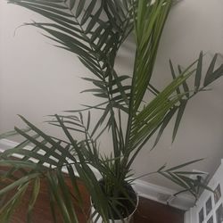 Palm Plant