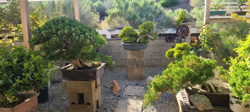 Lots Of Big Bonsai Trees