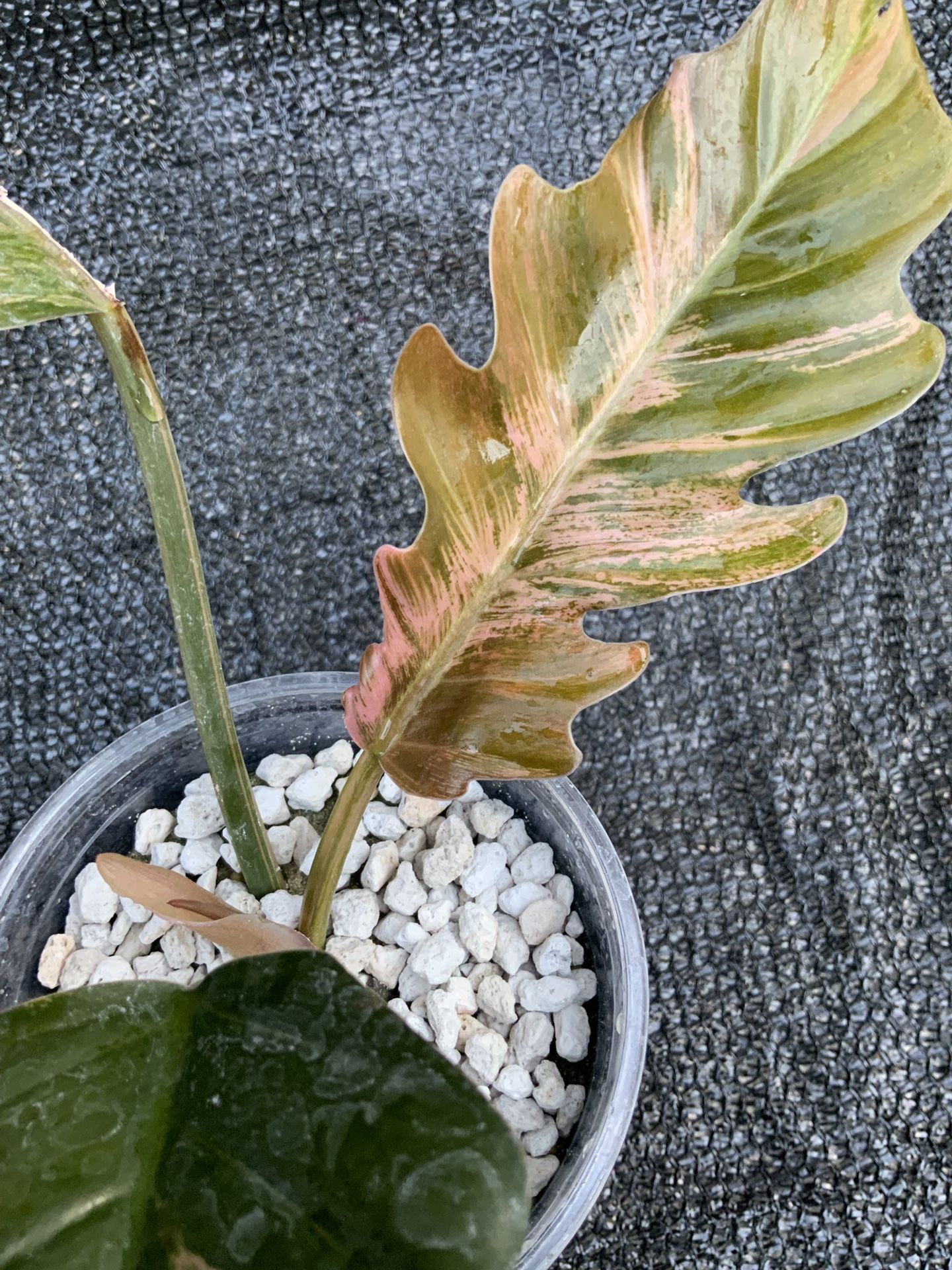 Philodendron Caramel Marble Variegated 