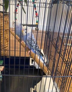 Parakeet Cage