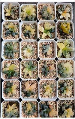 Each haworthia varigated $50