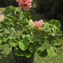 Jeranio Plant 