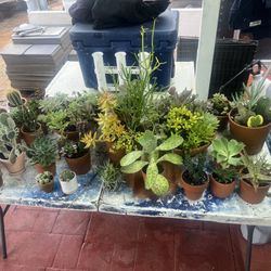 Succulents For Sell 