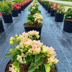 🌸 Plant: Bougainvillea (Light Pink) 
