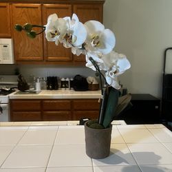 Orchid Plant 