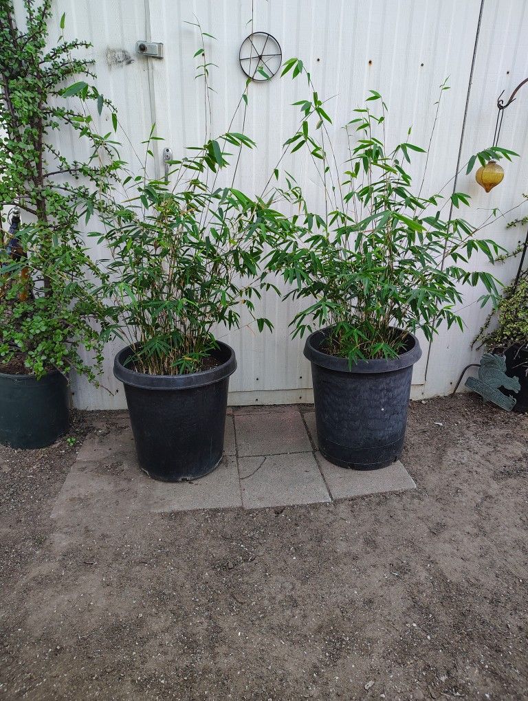 Bamboo Plants 