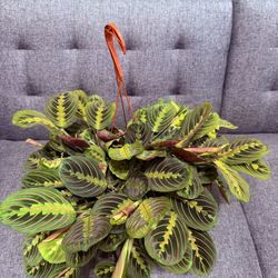 ♥️SUPER HEALTHY,FULL🌿//PRAYER PLANT♥️PLS READ DESCRIPTION)