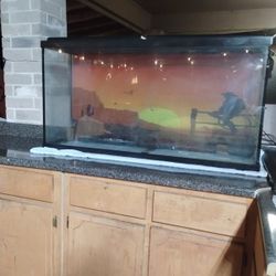 60 Gallon Tank 
